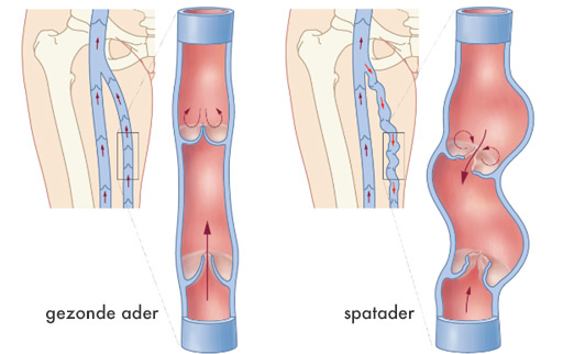 Spatader illustratie | Inge van der Aa